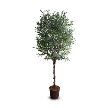 Picture of OLIVE TREE, 8'