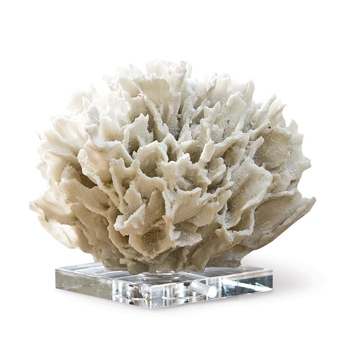 Picture of WHITE RIBBON CORAL