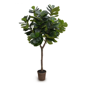 Picture of FIDDLE-LEAF FIG TREE, 10'