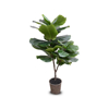 Picture of FIDDLE-LEAF FIG TREE, 50
