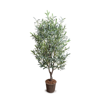 Picture of OLIVE TREE, 5'