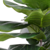 Picture of FIDDLE-LEAF FIG TREE, 50