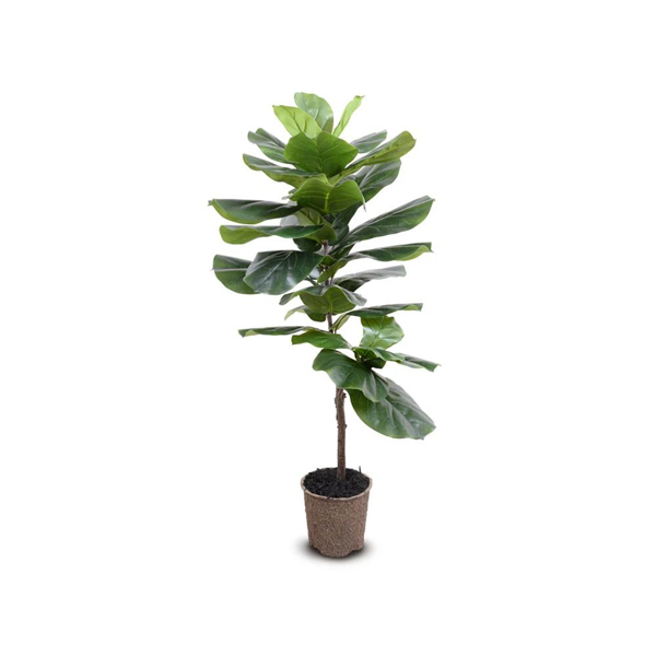 Picture of FIDDLE LEAF FIG TREE 48"