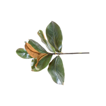 Picture of MAGNOLIA LEAF PICK, 14