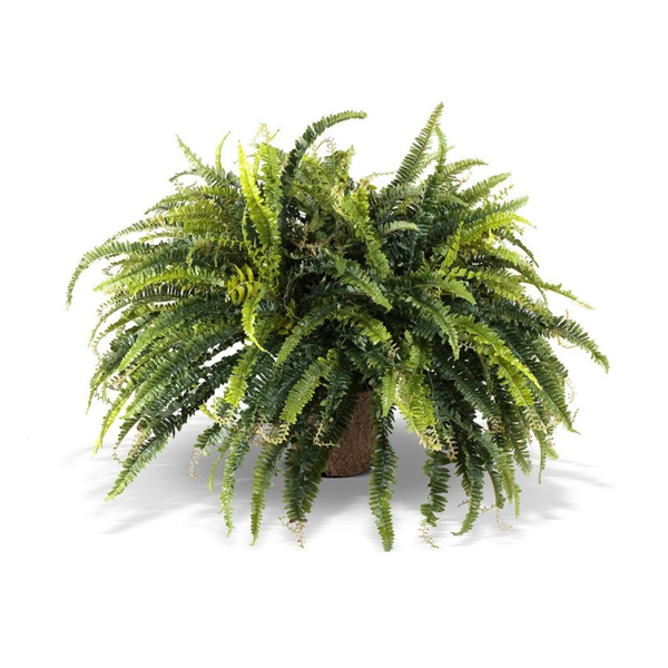 Picture of FOREST FERN, 24"