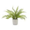 Picture of SOLARO FAUX POT'D BOSTON FERN